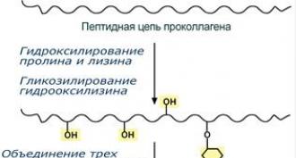 Studiul fibrilogenezei colagenului de tip I in vitro Nikolaeva Tamara Ivanovna Structura fibrilelor de colagen și formarea lor