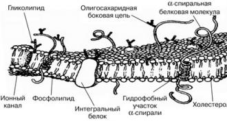 La struttura e le funzioni della membrana cellulare La struttura della membrana cellulare cellulare