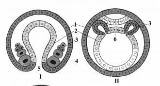 Стадии гаструляции. Эмбриональное развитие. Перемещение клеточных пластов