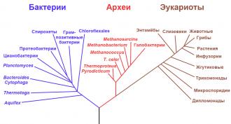 Oxifotobacteriile.  bacterii reale.  Arhebacterii.  Oxifotobacteriile Caracteristici distinctive suplimentare