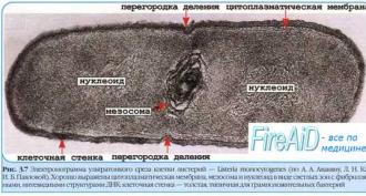 Микробиология: конспект лекций (К