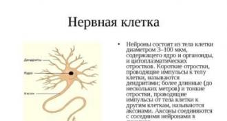 Нервна система Изтегляне на презентация нервна система