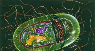 Organizzazione strutturale di una cellula microbica