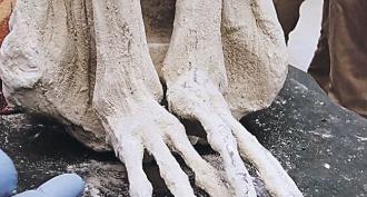 Three-toed alien mummies discovered in Nazca desert