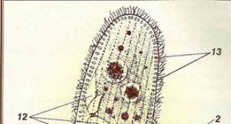 Pantofola ciliata al microscopio