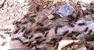 Mielenkiintoisimmat faktat muurahaisista
