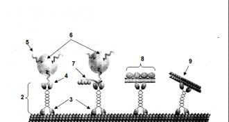 Axonal transport Group A fibers alpha