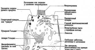 The structure of animal and plant cells