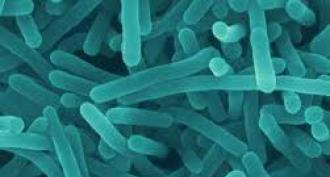 Baktérie a ich význam pre zdravie ľudí