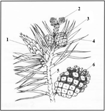 Женские шишки сосны 1 года. Зрелая женская шишка сосны. Женские шишки сосны зрелые. Женские шишки сосны первого года рисунок. Женская шишка рисунок.