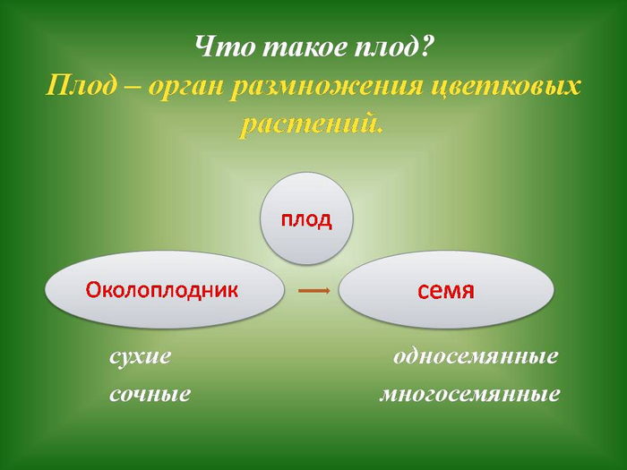 Причины разнообразия плодов. Плод.