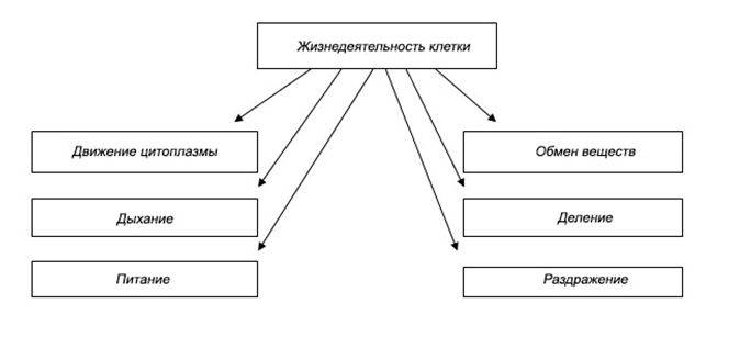 Процессы жизнедеятельности клетки 5 класс биология. Схема процессы жизнедеятельности клетки 5 класс. Жизнедеятельность клетки 5 класс биология схема. Процессы жизнедеятельности клетки таблица. Схема процессы жизнедеятельности клетки 5 класс биология.