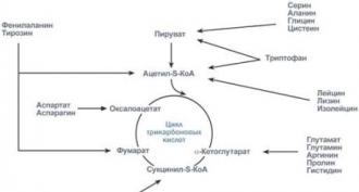Biosyntéza esenciálnych aminokyselín