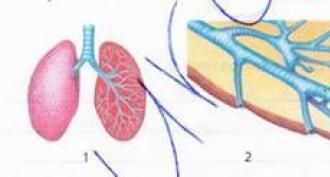 Il sistema di organi dell'organismo animale e le loro funzioni