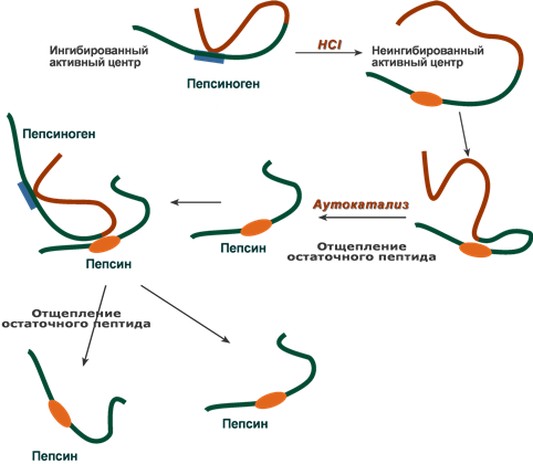 Превращение пепсиногена в пепсин. Схема активации пепсиногена. Пепсиноген пепсин активация. Пепсиноген биохимия.