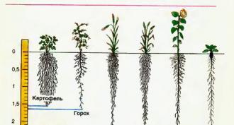 Какви части образува корена на корена на растението