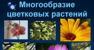 Flowering. General characteristics. The evolutionary paths of life in the Mesozoic era