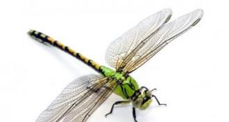Fázy vývoja hmyzu: neúplná a úplná transformácia