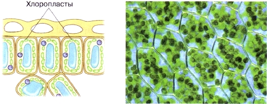 Какой тип пластид содержится в клетках кожицы лука thumbnail
