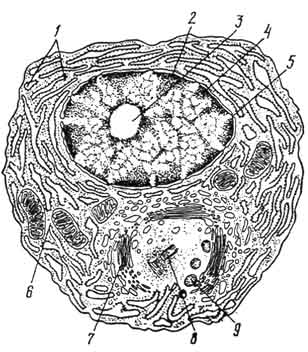 Схема строения плазмоцита