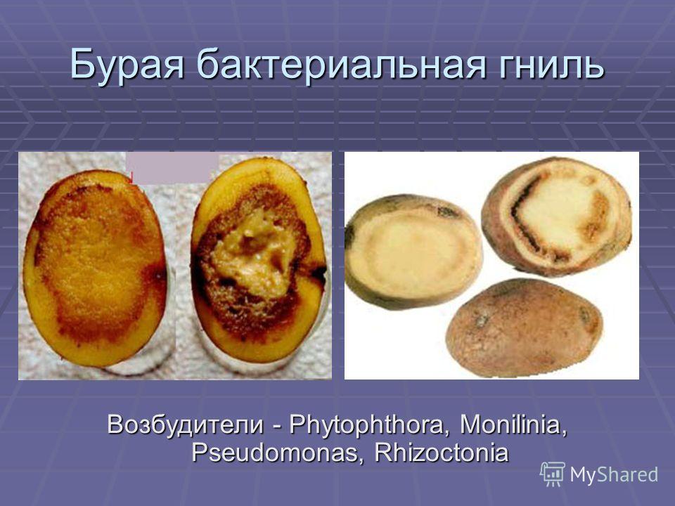 Ризоктониоз картофеля фото описание и лечение