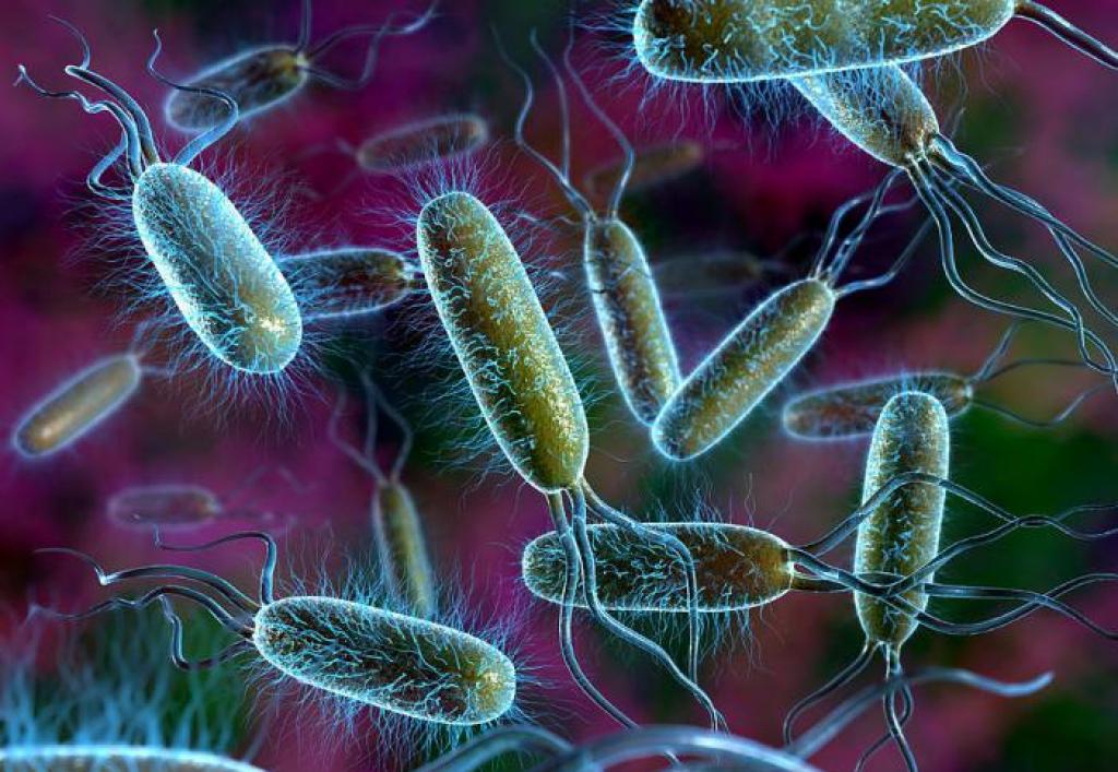 Роль бактерий в жизни человека и в природе