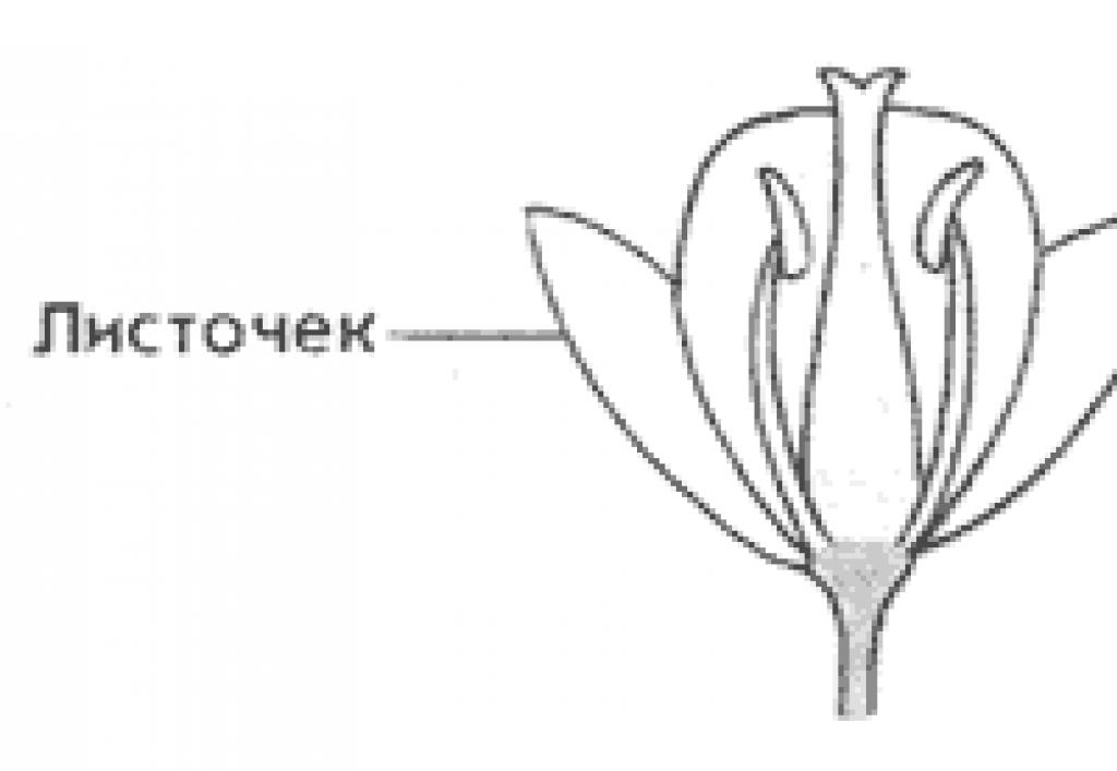 Обычно венчик окружен б состоящей из чашелистиков. Строение цветков с двойным и простым околоцветником. Строение цветка с двойным и простым околоцветником. Схема цветка с простым околоцветником. Обоеполый цветок с двойным околоцветником.