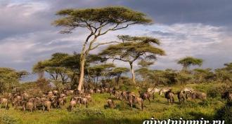 Eläinten elämäntapa ja elinympäristö Afrikassa