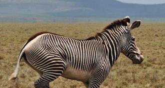 All about the fauna world: a complete list of equid animals