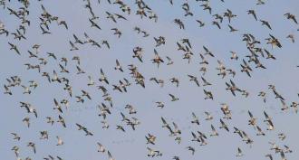 Bird migration - the main reasons and interesting facts