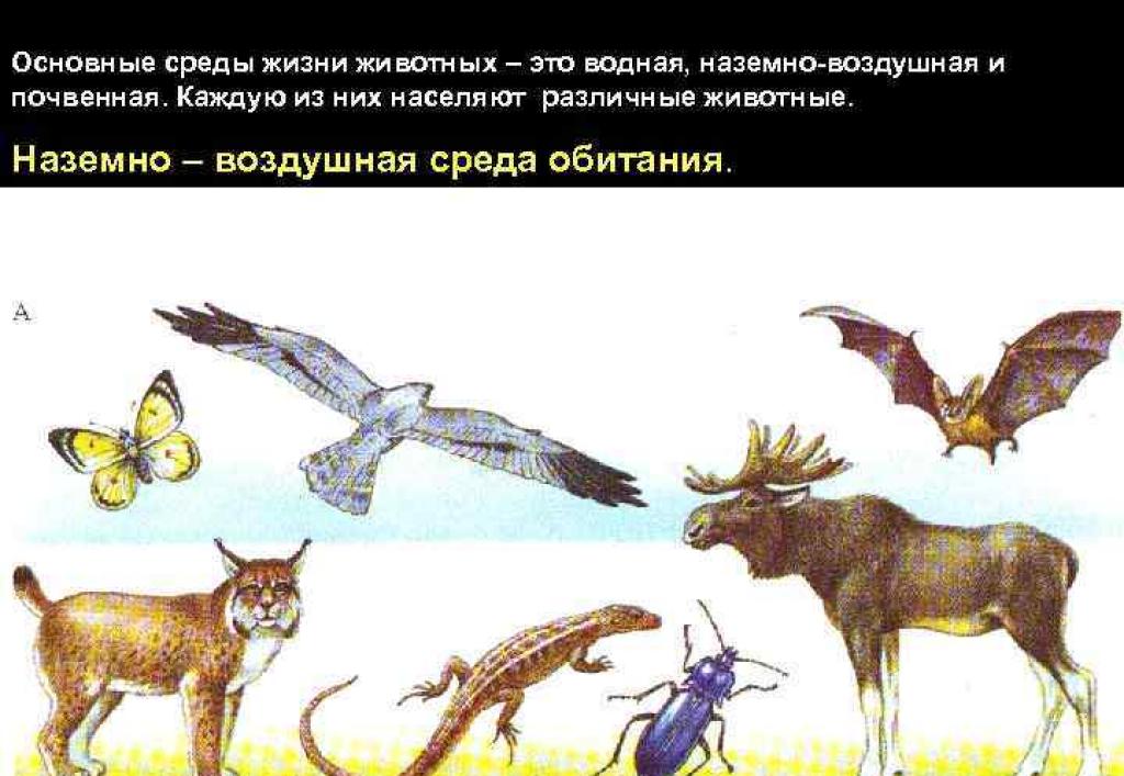 Animal habitats and habitats, animal relationships